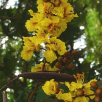 Peltophorum pterocarpum (DC.) Backer ex K.Heyne